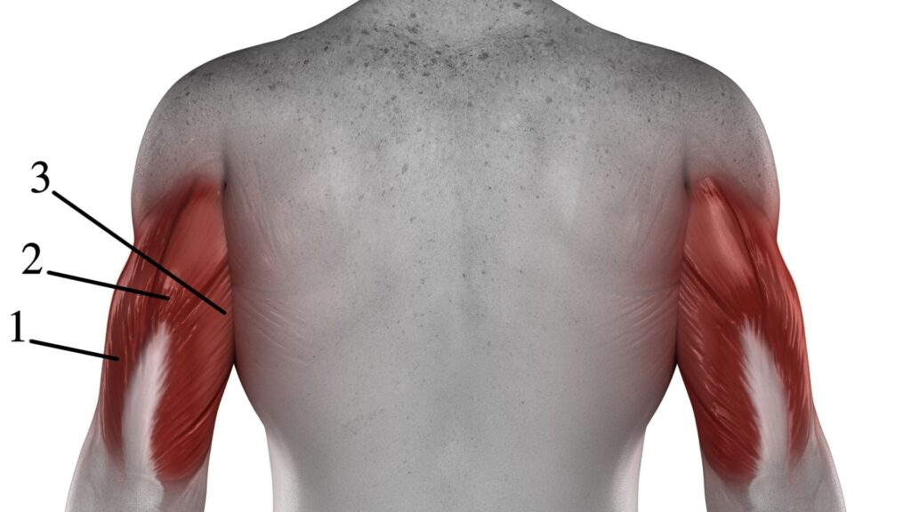 Entrenamiento de Tríceps para Hombres: Técnicas Avanzadas para Brazos Más Grandes y Fuertes 2 anatomia triceps